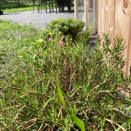 Z Jacuzzi בית נופש מיצ'יצ'ניו